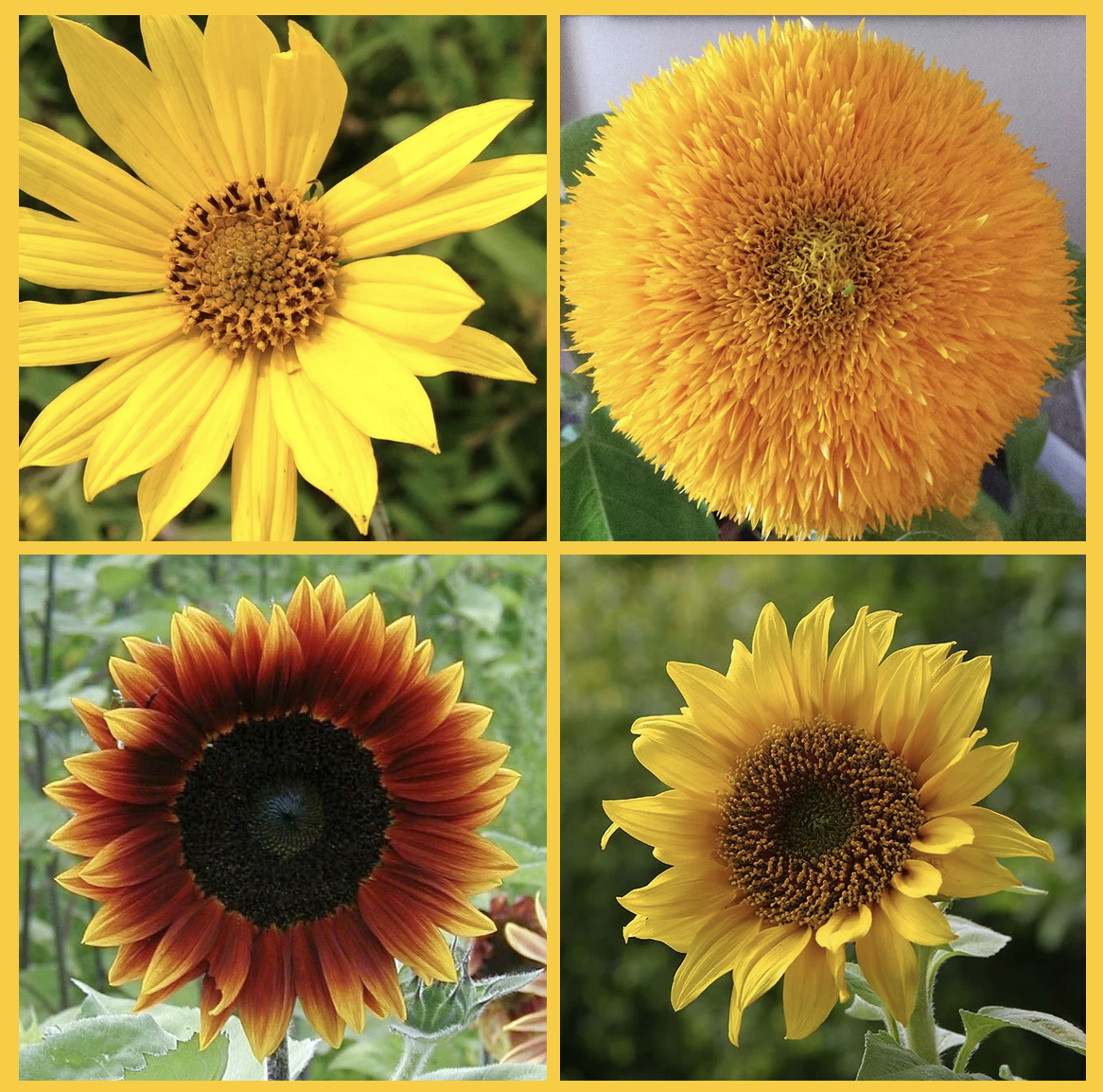 Types Of Sunflowers Simply Sunflower types-of-sunflowers-simply-sunflower